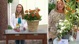 Ultimate Innovations 3pc Butterfly Meadow Asclepia Live Plants on QVC