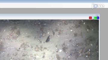 Bethoney and Stokesbury 2018 Drop Camera Video Survey Methods