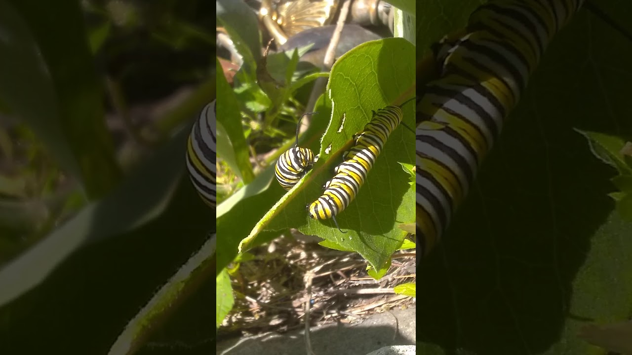 Monarch caterpillars - YouTube