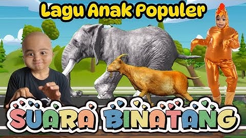 Lagu Viral SUARA BINATANG Lagu Anak Populer #laguanak #suarabinatang #laguanakindonesia #Kbeeb