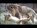 ライオンの熱愛カップル💗ガオウとルナ【天王寺動物園】