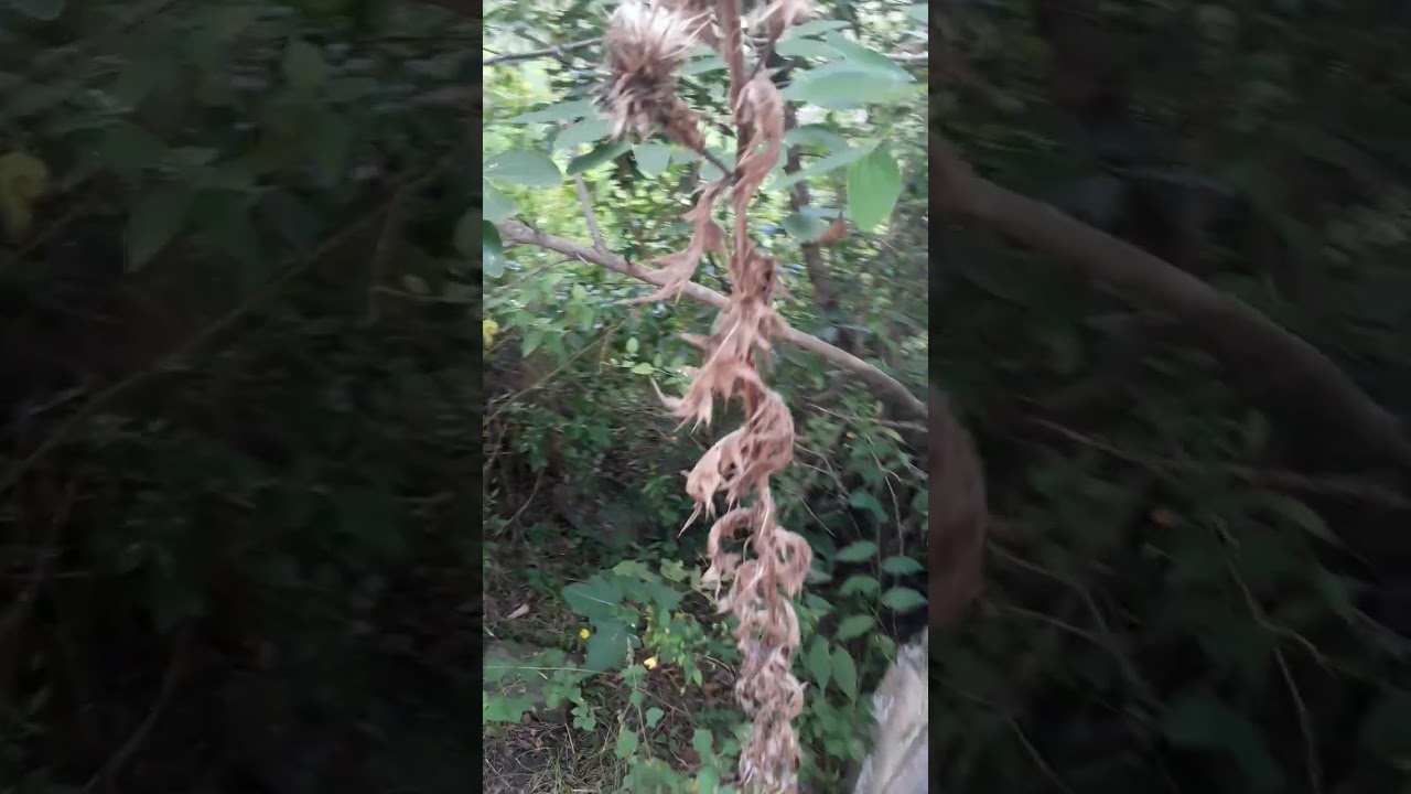 Tapera en Ruinas del Cuñapirú, Rivera, Uruguay.