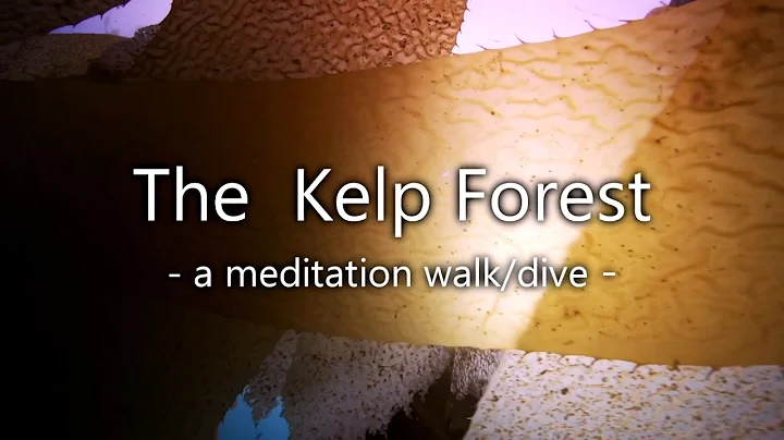 A Relaxing Kelp Forest Meditation walk - Nature TV  by underWATERcam