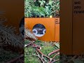 "tennen - Kenji Fujiwara" Ambient music1minutes cassette tape #shorts