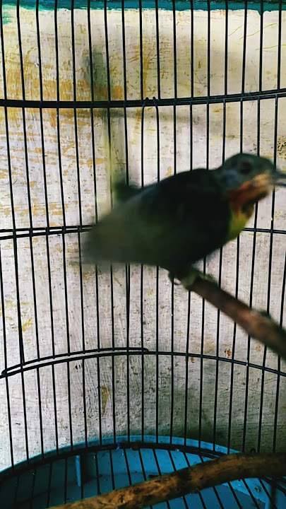KOLIBRI WULUNG BETINA GACOR#shot