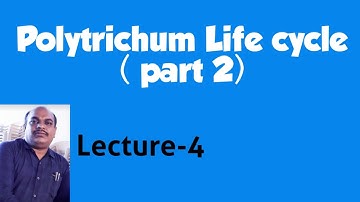 Polytrichum life cycle