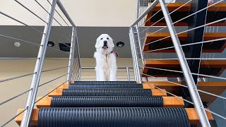 Teaching Koda the Stairs