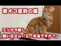 【ぱんちゃん】ずっと「ゔ〜〜〜っ」とうなって激オコ直前の猫をエリカラも付けずにシャンプーしたら、飼い主さん「え、本当ですか？」と超びっくり【ソマリ】