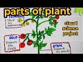 Parts of a Plant Drawing with explanation| Science Project for School Students | Easy Plant Diagram