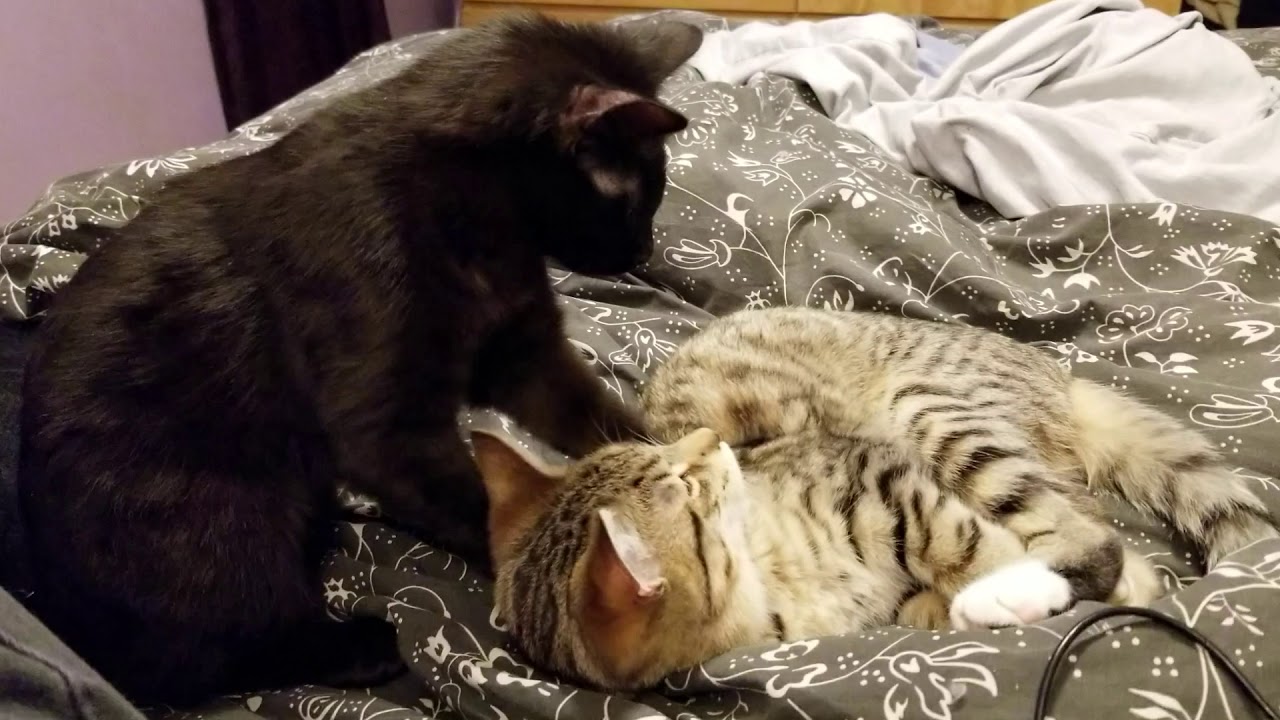 Cuteness YouTube