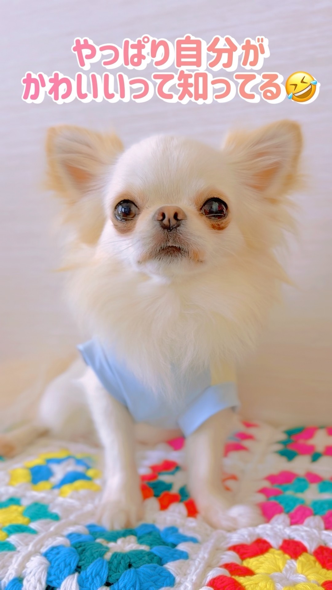 ✨️A Chihuahua who knows she's cute】 - YouTube
