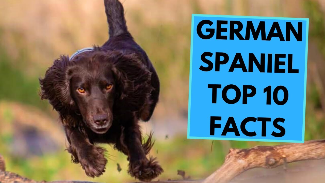 German Spaniel - TOP 10 Interesting Facts