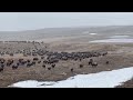 Wolakota Buffalo Range 2024 