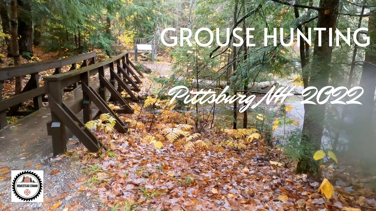 Grouse Hunting in NH 2022 YouTube