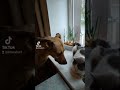 Обижульки у кота.#Shorts