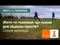 Жито чи пшениця що краще для піщаних ґрунтів Осіння вегетація Проєкт ЖИТО Vs ПШЕНИЦЯ
