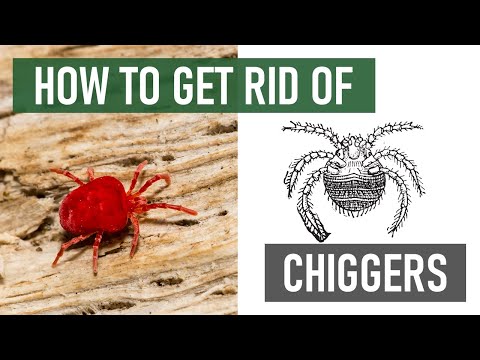 วีดีโอ: Chiggers คืออะไร - วิธีกำจัด Chiggers ในพื้นที่สวน