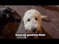 He's Got Good Training | He's Looking for loving home | Balanced Obedience Online and Oahu