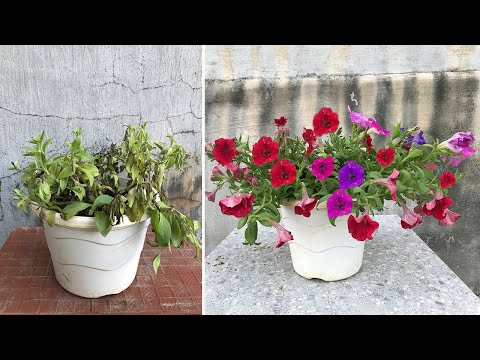 Video: Caring For Wave Petunia - Tips för att odla Wave Petunia