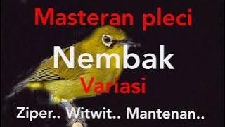 Suara burung pleci nembak kekinian || paling disukai juri