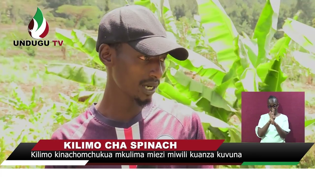 KILIMO CHA SPINACH