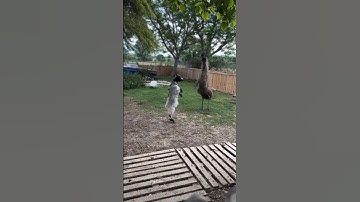 Strange animal movements ¡ how to do animal movements ¡ natural