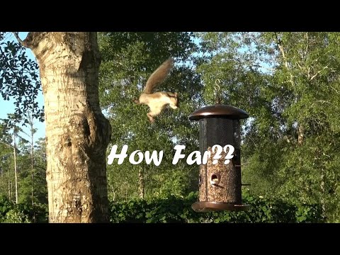 Video: Hoe ver kan een doodshoofdaap springen?