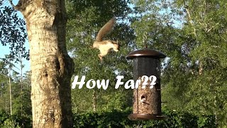 How far can a squirrel jump??  Squirrel pranks...maybe a squirrel launching video next? :-)