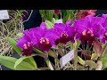 Visita a 107º Exposição de Orquídeas da AOSP.