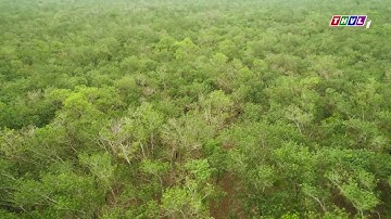 TIẾNG SÉT TRONG MƯA tập 7(cut 2)