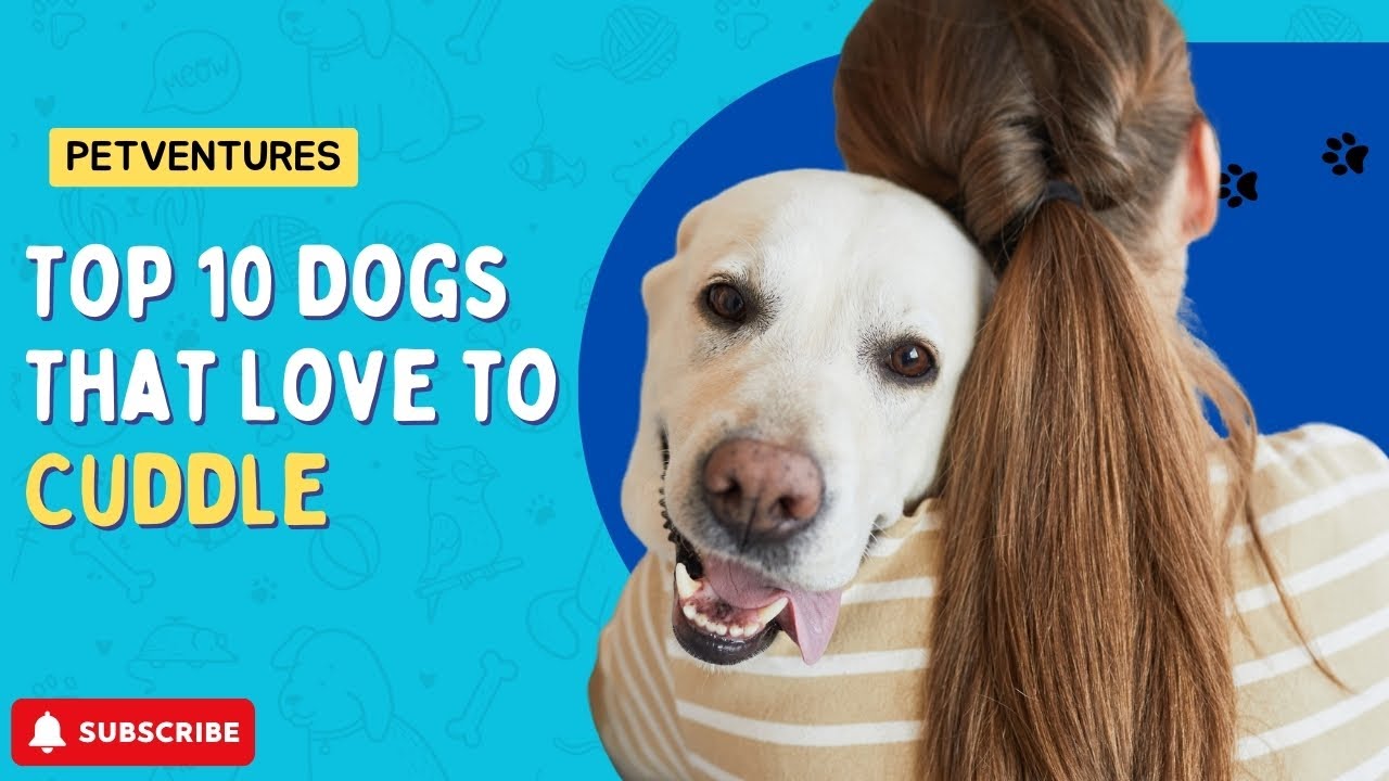 Top 10 Dogs That Love to Cuddle