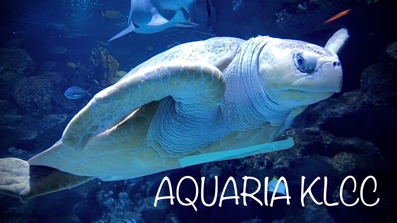 The amazing Aquaria KLCC aquarium family vacation YouTube