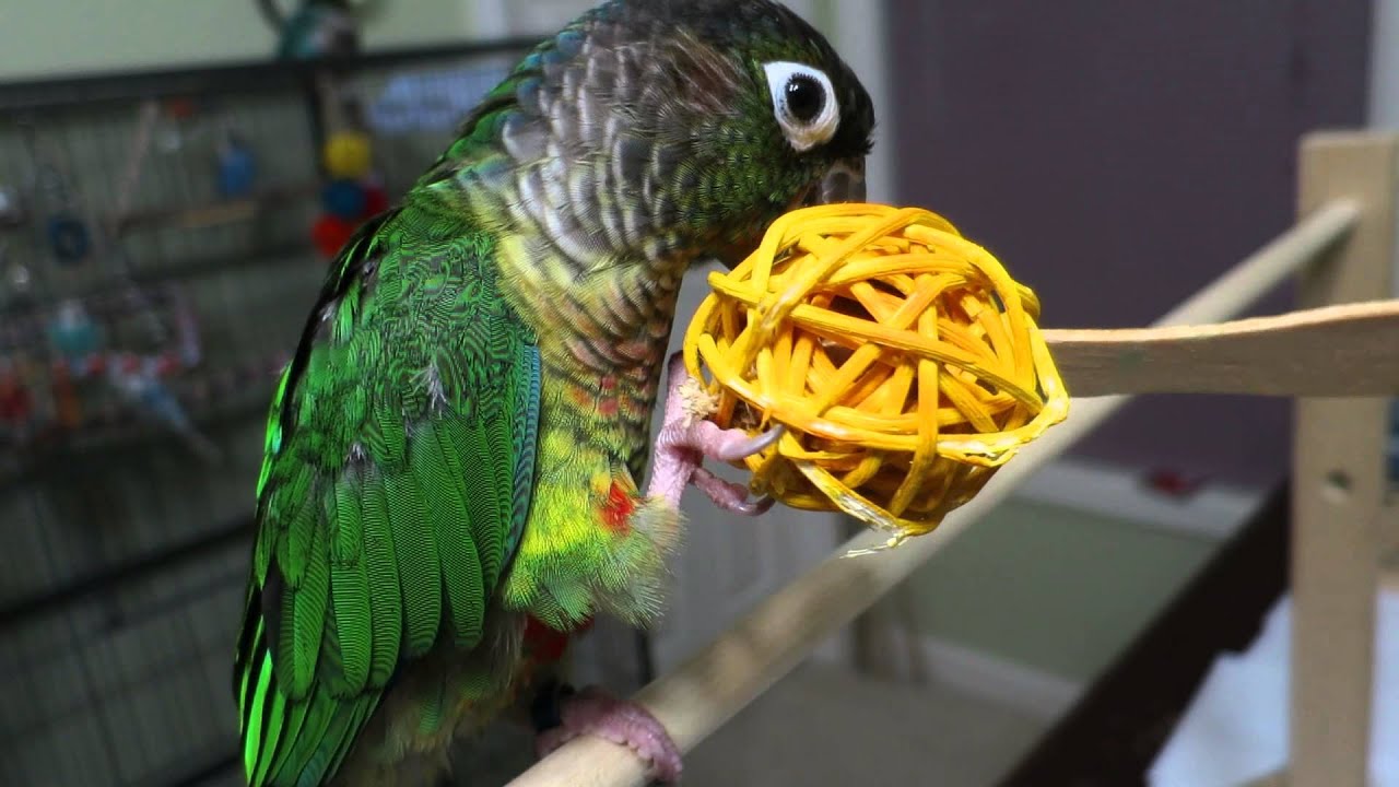 Peco - First time playing with foot toy - YouTube