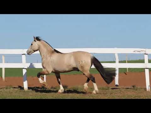 Lote 21   NEVOEIRO DO RIBEIRÃO BONITO