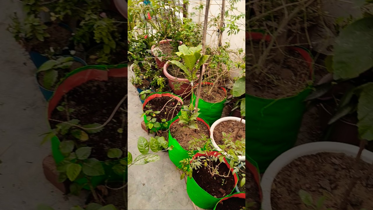 Dear December 🪴🌱 