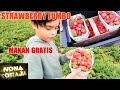 PANEN STRAWBERRY, MAKAN SEPUASNYA... GRATIS.