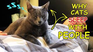 10 Secret Reason Why Your Cat Sleeps With You And what They're Trying to Tell You