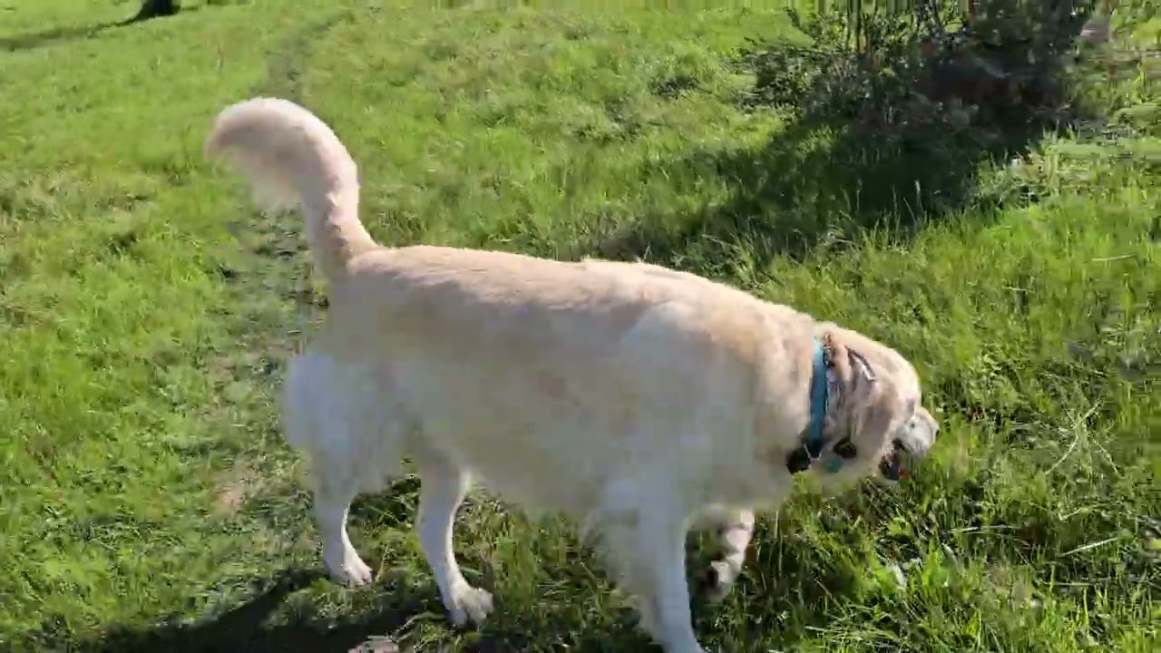 Archie, Pumba and Salvo on Feb 13, 2026