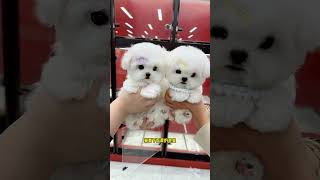 The Two Bichon Frize's Show Off Their Affection. They're So Cute. The Cute Bichon Frize Has Become