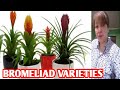 Bromeliad varietiesmargie pulido vlogs