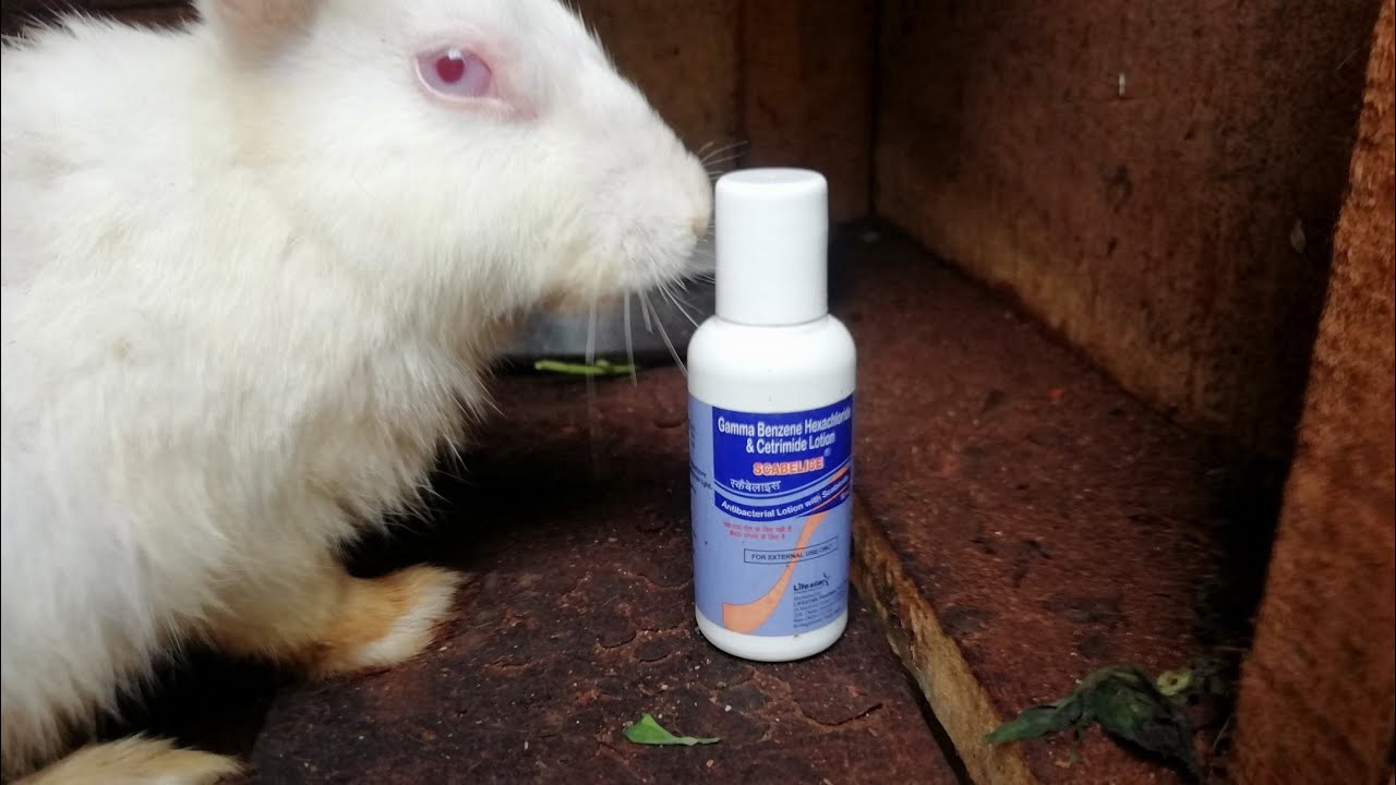 RABBIT CARING TIPS and its varieties YouTube