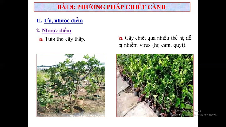 Ưu điểm của phương pháp chiết cành là gì