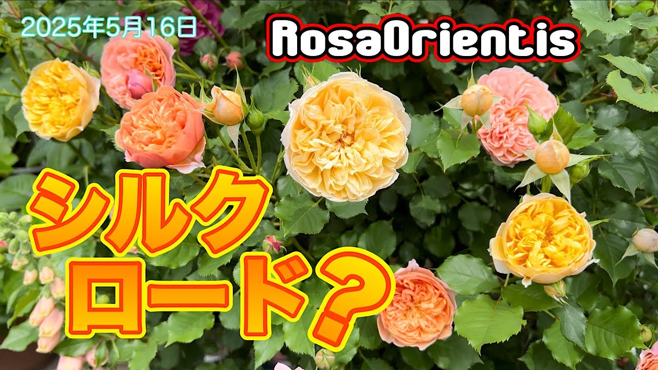 My Little Rose Garden - Spring 2025【シルクロード編】 - YouTube