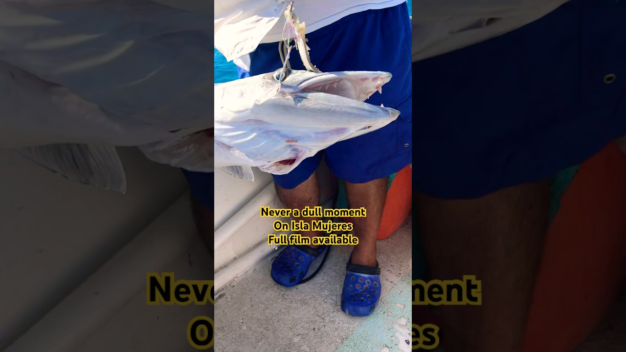 Isla Mujeres Magic — Barracuda on the Line ⚡️4K