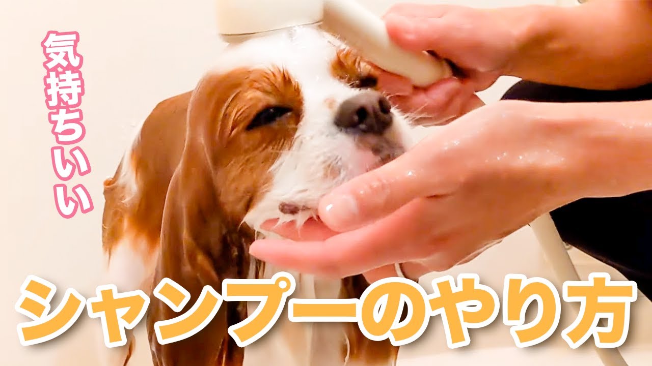 【犬　シャンプー】獣医師が教える本当に正しいシャンプーのやり方[実演解説]
