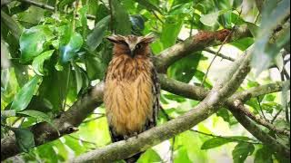 BURUNG ENDEMIK DI HUTAN LIAR
