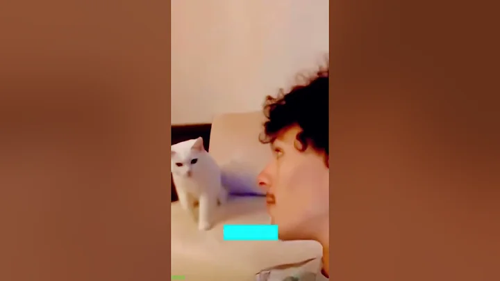 Video 11017931: cats kittens meowing compilation, kittens meowing compilation funny