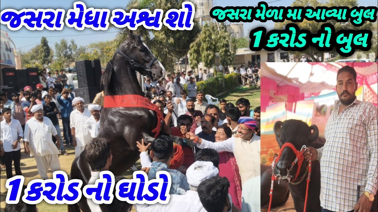 જસરા મેળા મા જોવા મળ્યો 1 કરોડ નો ઘોડો जसरा मेधा अश्व सो में आया 1 करोड़ का अश्व देखिए इस वीडियो मे 
