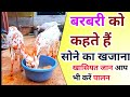 बरबरी बकरी 🐐 सोने से कम नहीं जानें बरबरी बकरी 🐐 की खासियत #बरबरी #goatfarming #बकरीपालनकैसेकरे