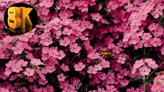 The Most Beautiful Flowers Collection In 8K ULTRA HD / 8K TV